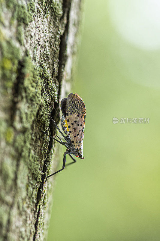 一个斑点灯笼蝇(Lycorma delicatula)爬上枫树树干在马里兰州东北部的特写